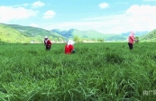 甘肅岷縣10萬畝頭茬貓尾草開鐮收割