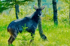 國家二級保護動物中華鬣羚現身甘肅華亭